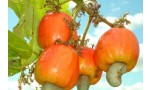 HƯƠNG VỊ THƠM BÉO CÙNG CHẤT DINH DƯỠNG HOÀN HẢO